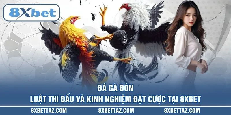 Đá gà đòn – Luật thi đấu và kinh nghiệm đặt cược tại 8XBET